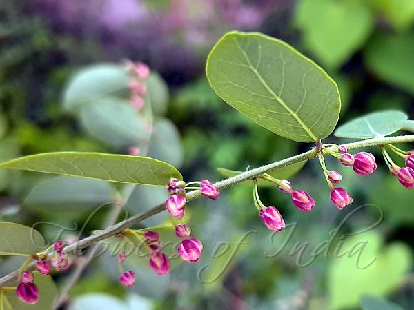 Black-Honey Shrub